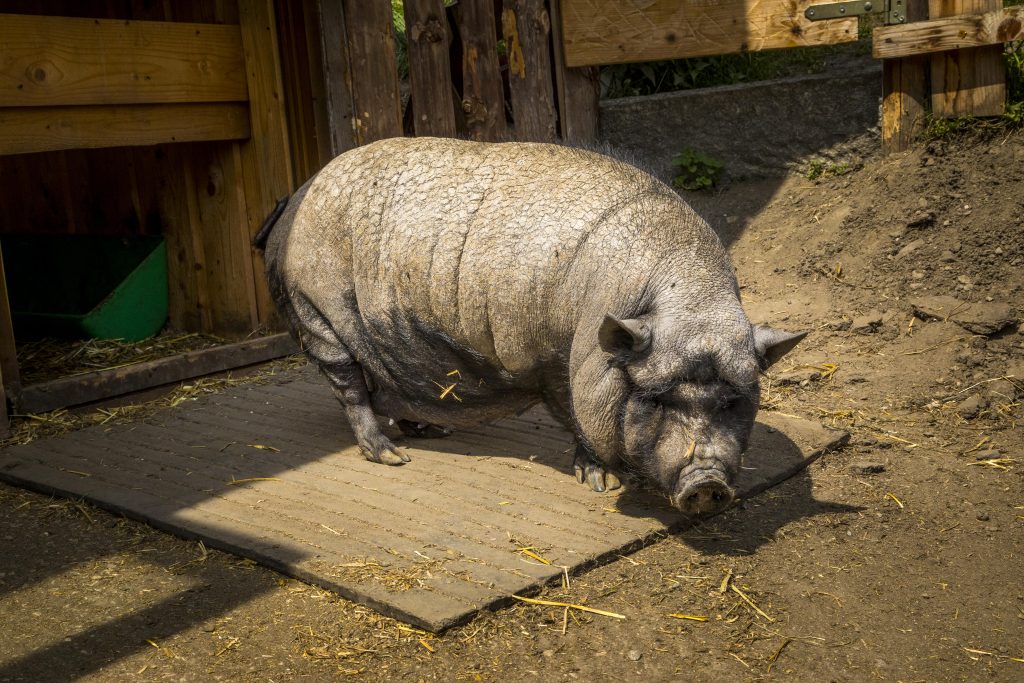 Glückliches Schwein auf einem Bauernhof der Big 5