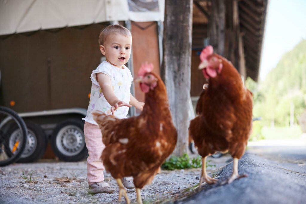 Kleinkind spielt mit Hühnern in Oberösterreich (c) Dansbach