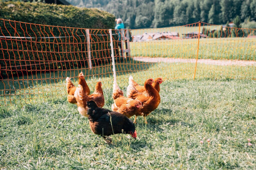 Glückliche Hühner auf der Wiese vom Bauernhof
