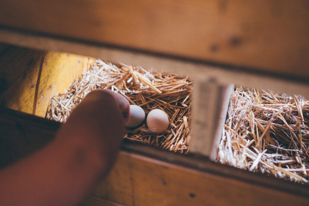 Frische Eier von den Hühnern am Bauernhof