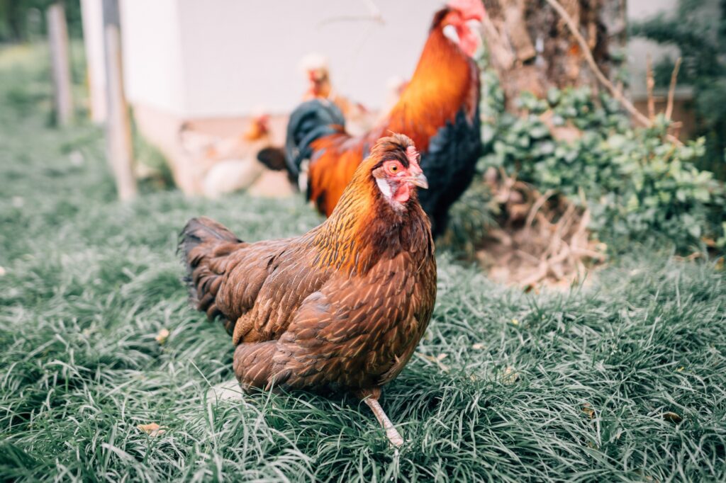 Glückliches Huhn auf der Wiese mit einem Hahn