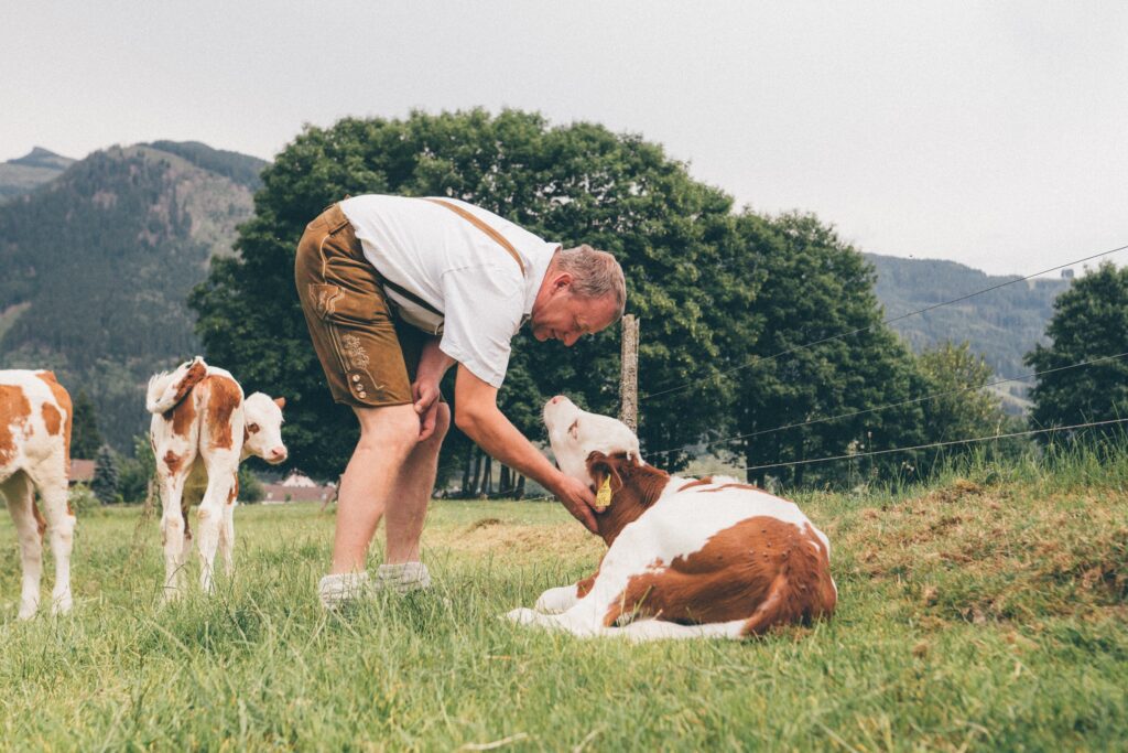 Landwirt mit einem Kalb auf der Wiese auf einem Urlaub am Bauernhof Betrieb in Salzburg