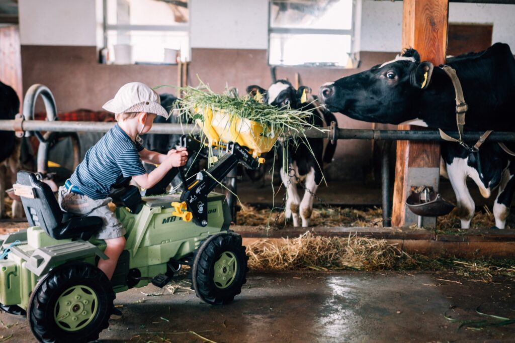 Kind füttert die Kühe auf einem Urlaub am Bauernhof Betrieb in Salzburg