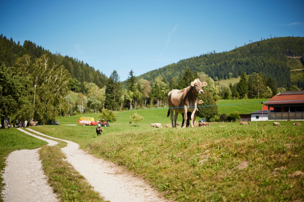 Glückliche Kühe auf der Weide der Urlaub am Bauernhof Betriebe (c) Dansbach - Alexander Kaiser