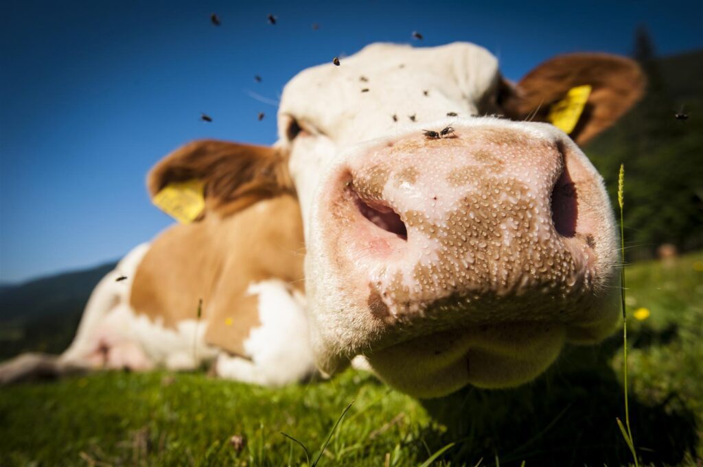 Glückliche Kuh auf den Urlaub am Bauernhof Betrieben in Österreich