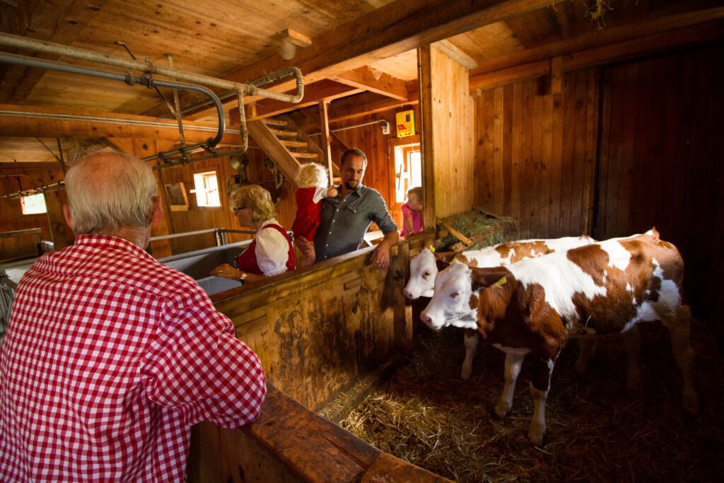 Kälber im Stall im Salzburgerland (c) Dientalm