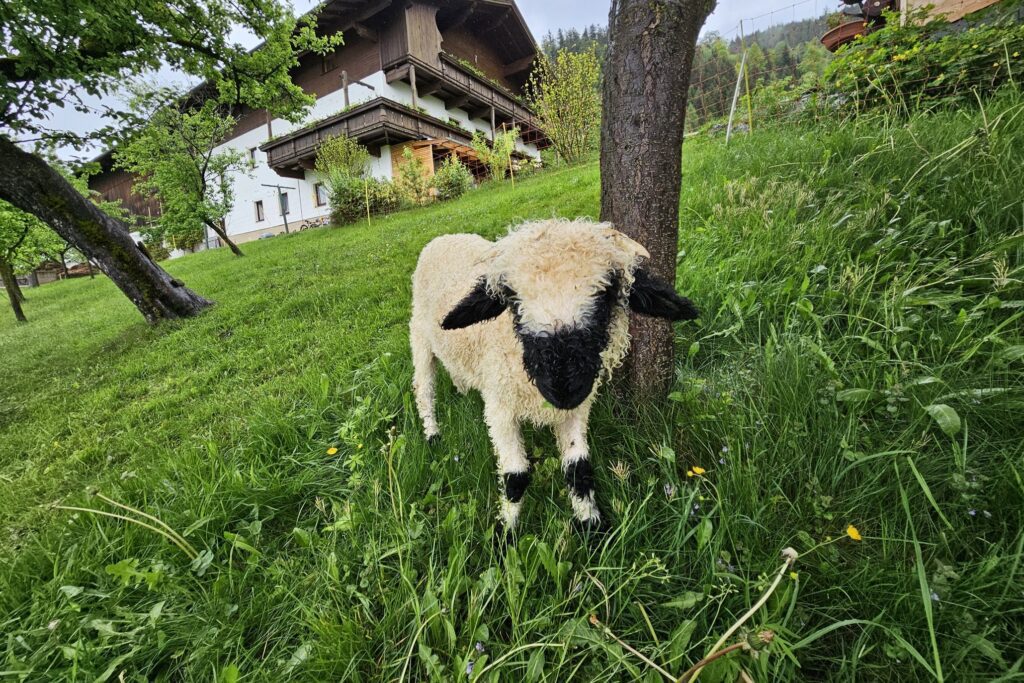 Schwarznasenschaf auf einem Bauernhof der Big 5 in Tirol