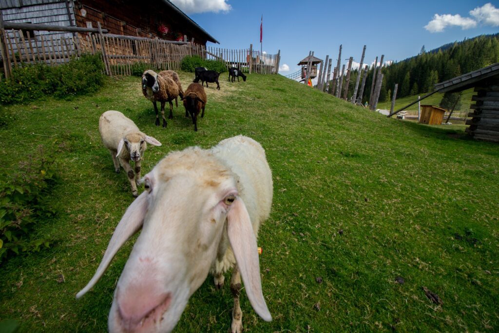 Schafe auf der Wiese der Dientalm auf einem Bauernhof der Big 5