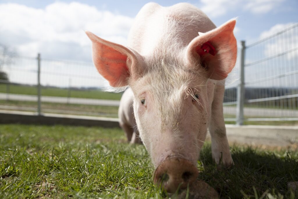 Glückliches Schwein vom Grainmeisterhof in Oberösterreich (c) Puremotions Photography