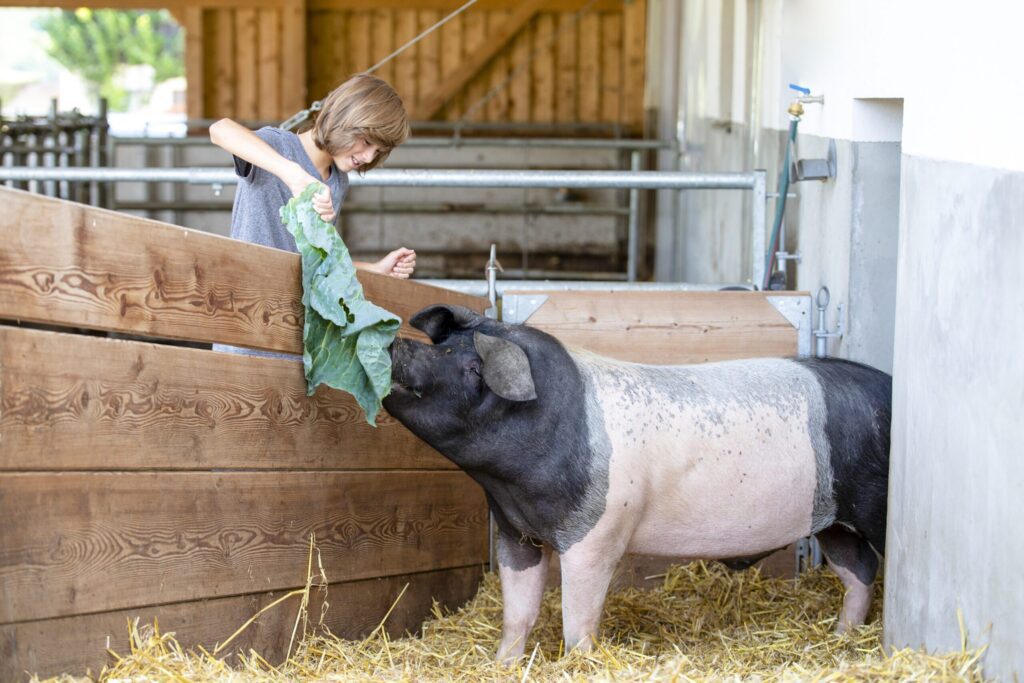 Kind füttern ein Schwein im Stall (c) Andreas Hofer