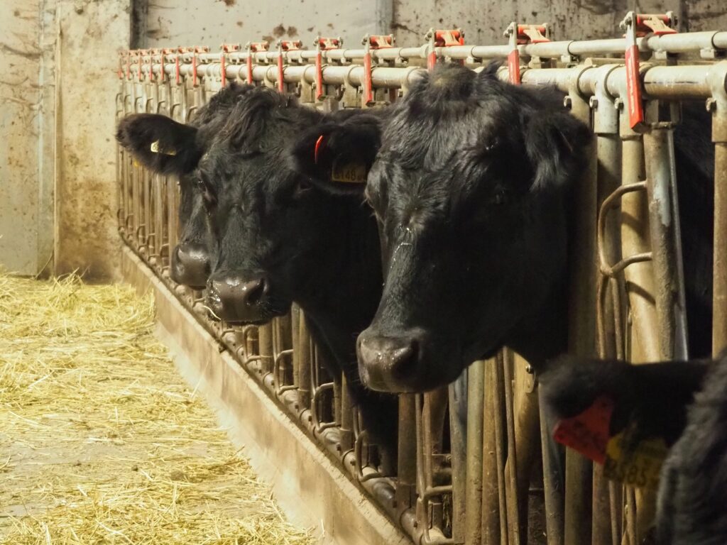 Kühe im Stall am Löckerwirt im SalzburgerLand