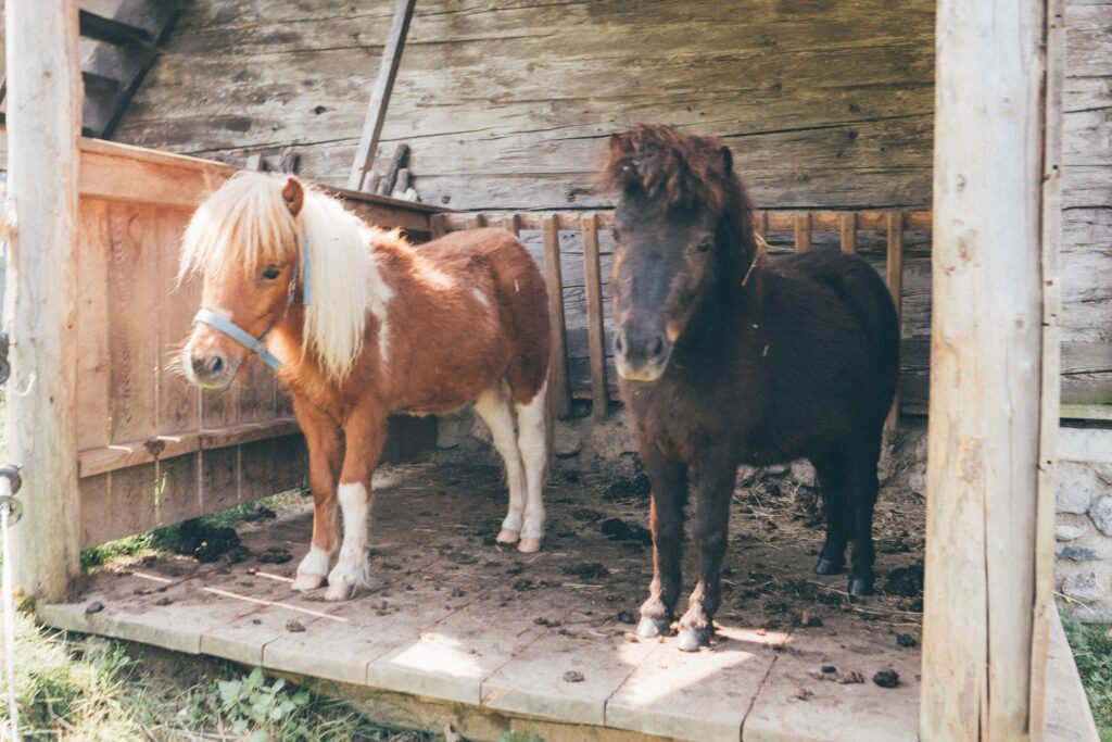 Ponys im Stall auf einem Bauernhof der Big 5 (c) LVB Salzburg