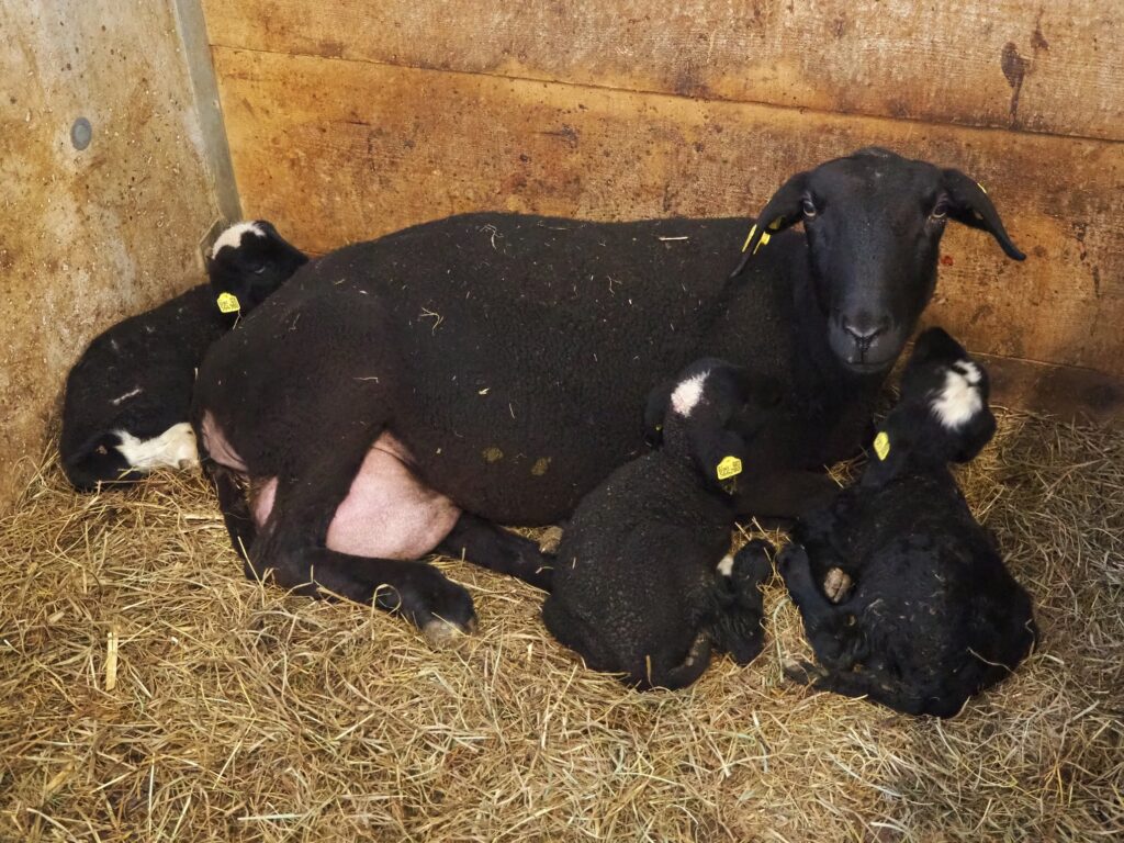 Babyschafe am Löckerwirt im SalzburgerLand