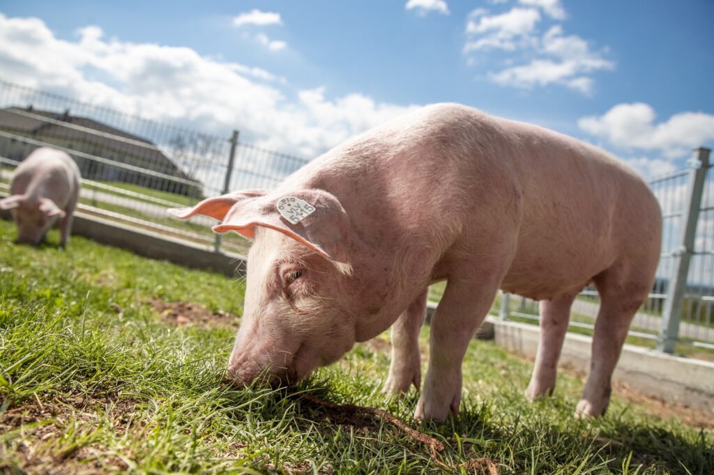 Schwein am Grainmeisterhof in Oberösterreich (c) Puremotions Photography