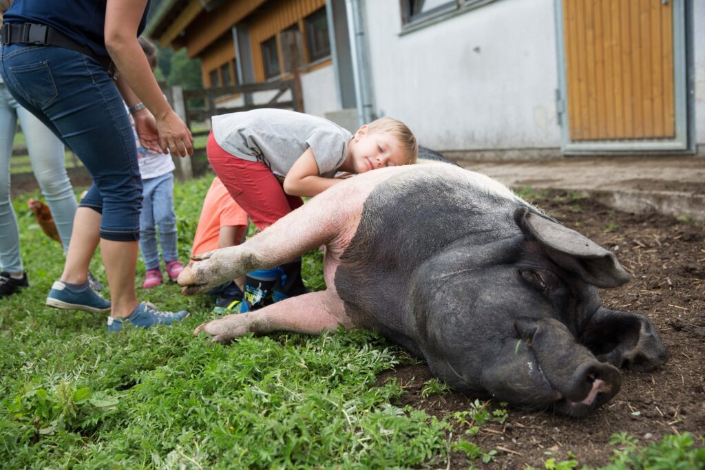 Kind fühlt die Borsten vom Schwein (c) UAB Österreich
