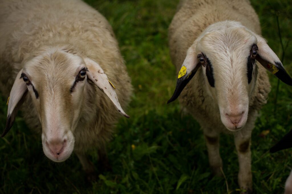 Flauschige Schafe auf der Wiese (c) Suppangut