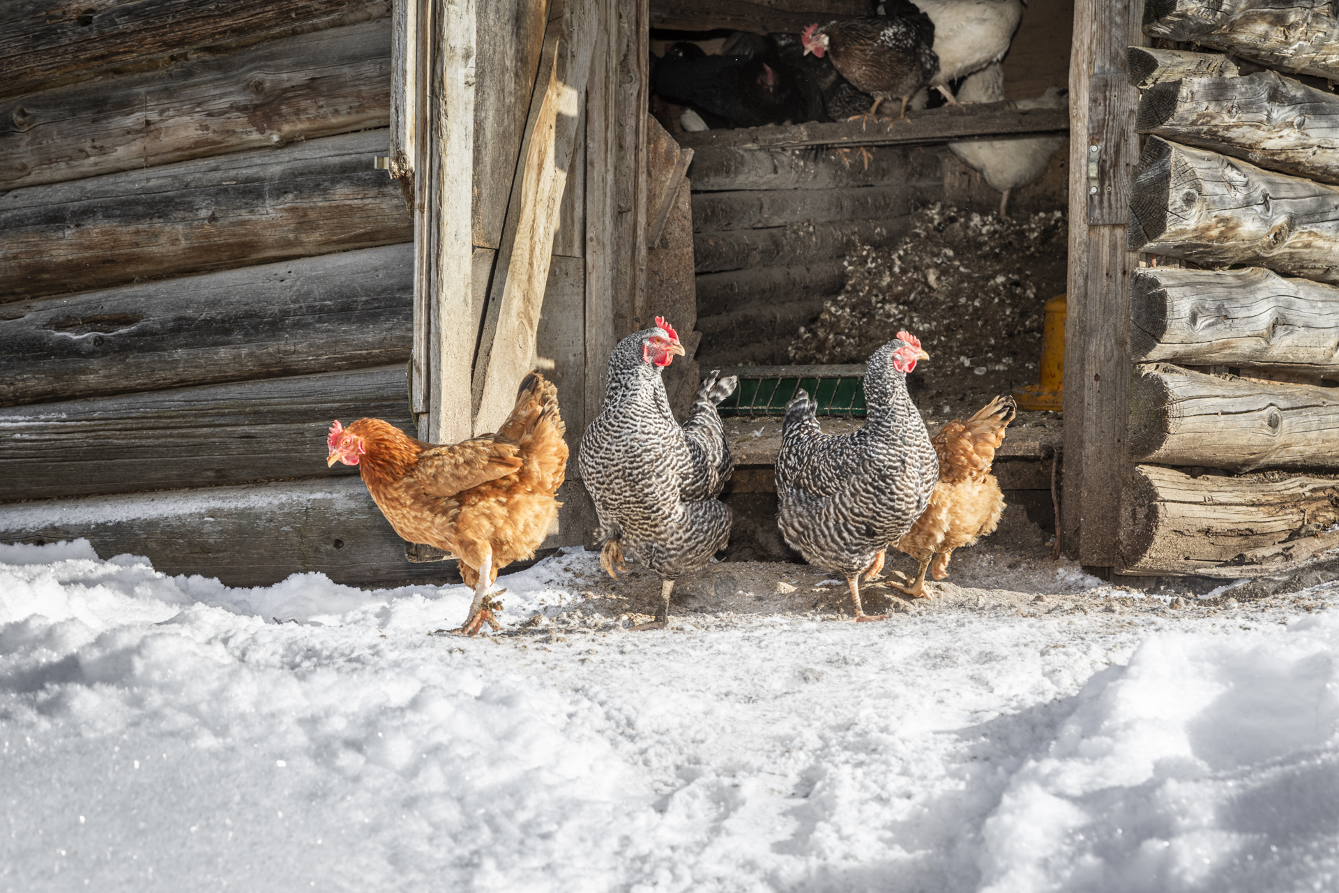 Hühner im Schnee (c) UAB Salzburg.
